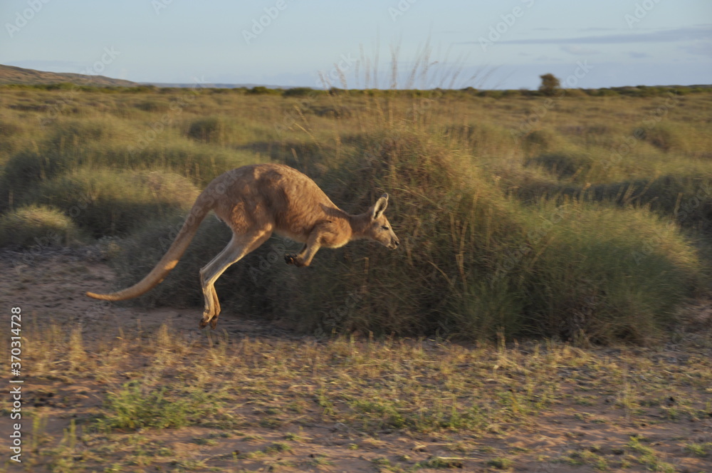 Kangaroo in the wild hopping through grassland Kangaroo in the wild hopping through grassland