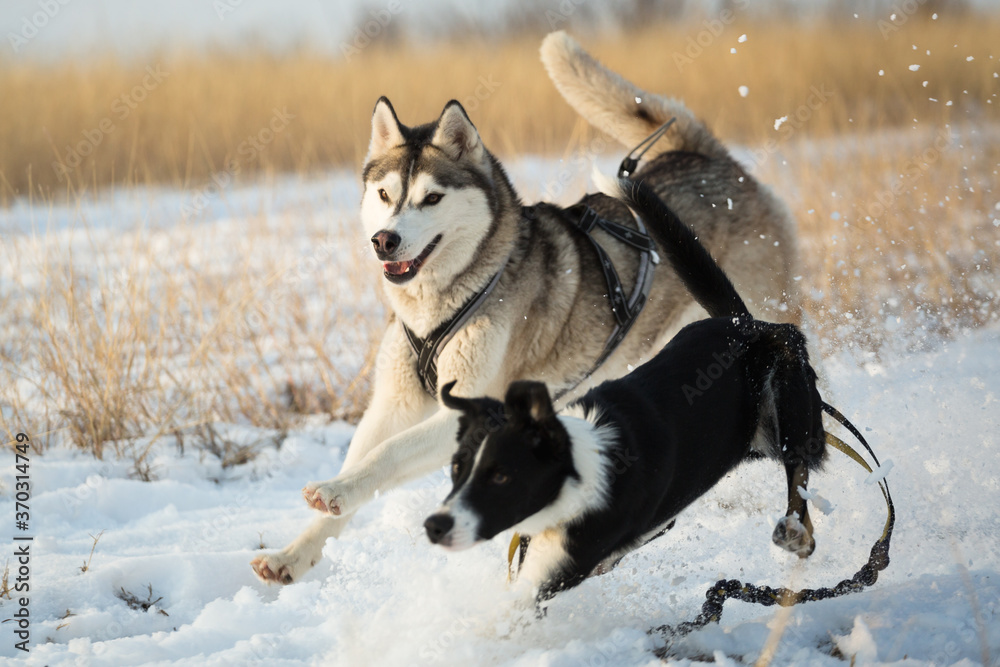 Naklejka premium isolated siberian husky and border collie dogs running in the snow in winter surrounded by yellow grass