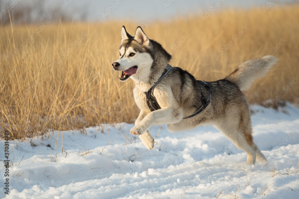 isolated siberian husky dog running in the snow in winter surrounded by yellow grass isolated siberian husky dog running in the snow in winter surrounded by yellow grass