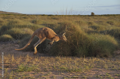 Kangaroo in the wild hopping through grassland © Samantha