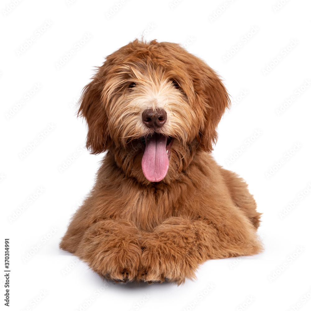 Fluffy caramel Australian Cobberdog, laying down facing front. Eyes not showing due long hair. Isolated on white background. Mouth open showing long tongue.