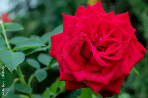 Red rose against green leaves