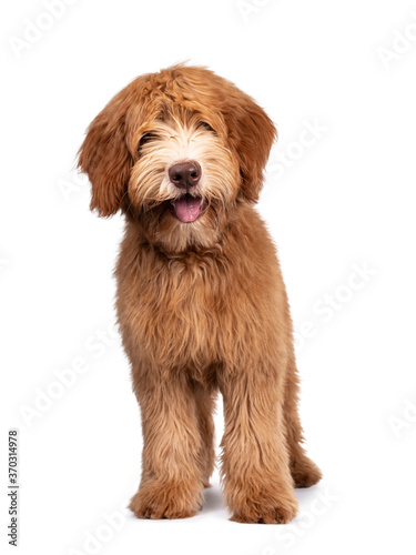 Fluffy caramel Australian Cobberdog, standing facing front. Eyes not showing due long hair. Isolated on white background. Mouth open showing long tongue. Cute head tilt.