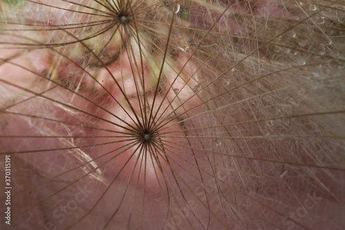Fototapeta Naklejka Na Ścianę i Meble -  Abstract photo of dandelion seeds