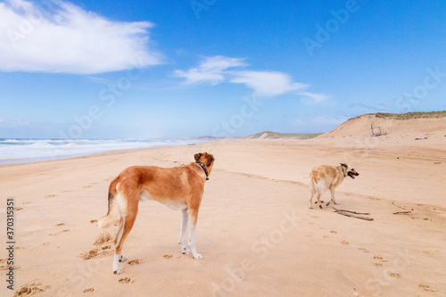 Hunde am Strand - Capbreton - Frankreich