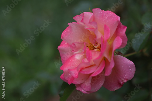Pink colored rose blossom in the garden