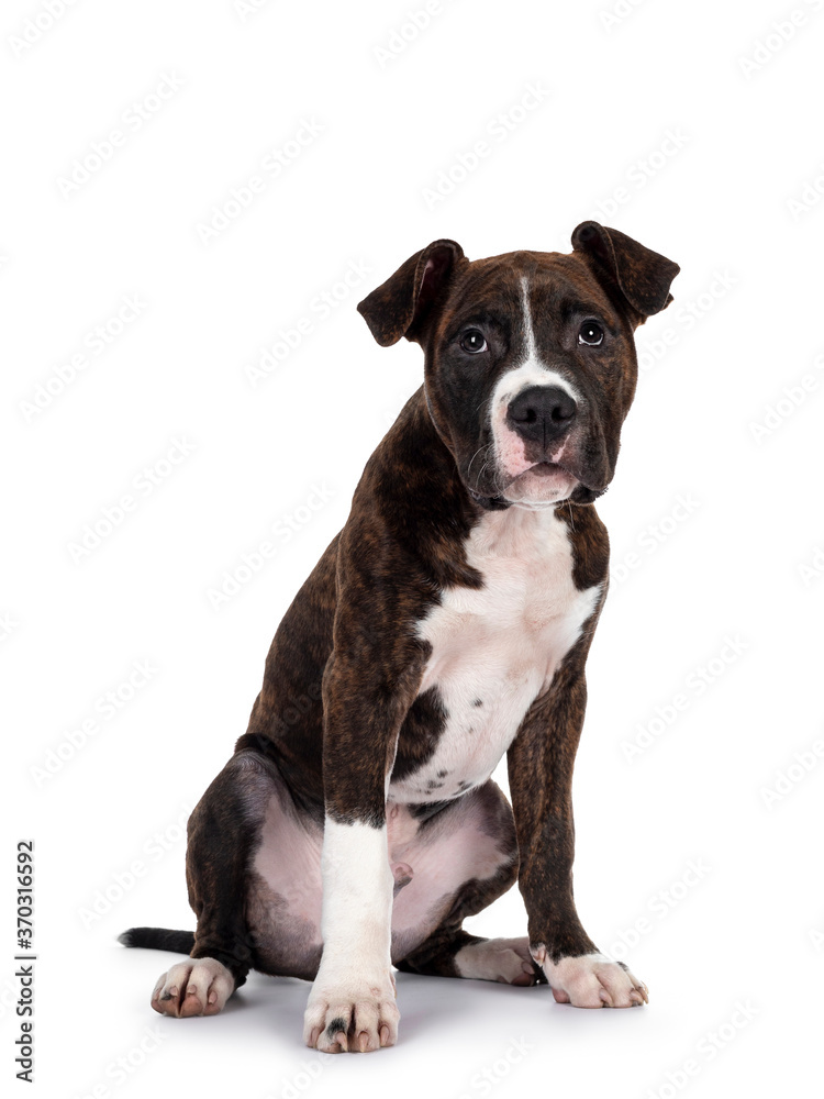 Young brindle with white American Staffordshire Terrier dog, sitting side ways, looking at camera with dark eyes and innocent face. Isolated on white background.