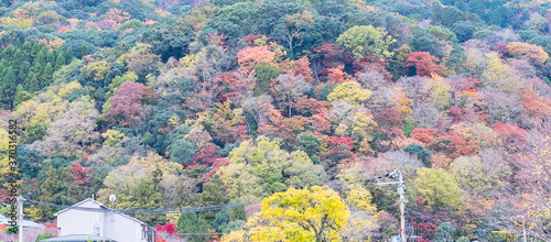 Beautiful colorful leaves mountains background, fall autumn season. Arashiyama, Kyoto, Japan