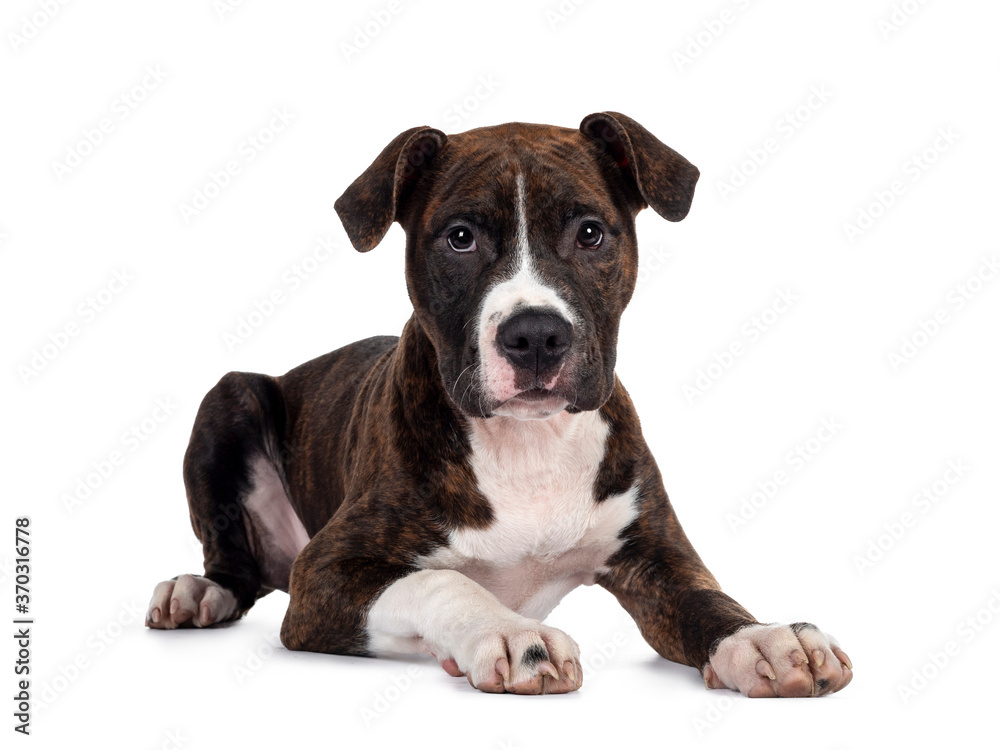 Young brindle with white American Staffordshire Terrier dog, layign down facing front, looking at camera with dark eyes and innocent face. Isolated on white background.