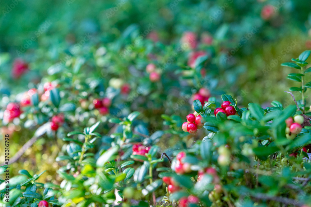 Obraz premium Wild red lingonberries, swedish forest, nature, cowberries, green leaves. Shallow depth of field, soft focus. Blurred background, with copy space, place for text.