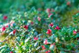 Wild red lingonberries, swedish forest, nature, cowberries, green leaves. Shallow depth of field, soft focus. Blurred background, with copy space, place for text.