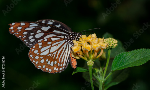 farfalla © Stefania Loriga