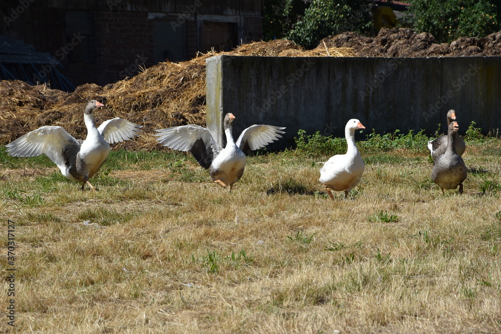 Obraz premium Gänse