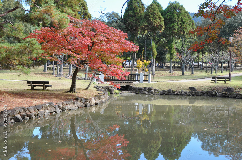 Fototapeta premium Maple leaf by the lake