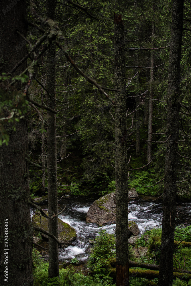 Fototapeta premium river in the forest