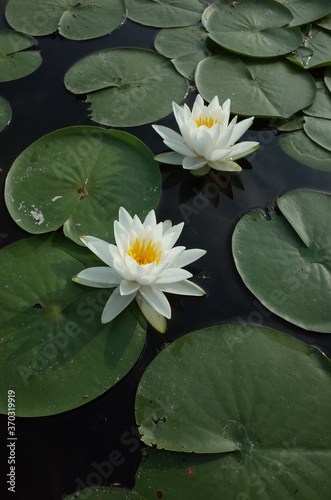 White Flower of Water Lily in Full Bloom 