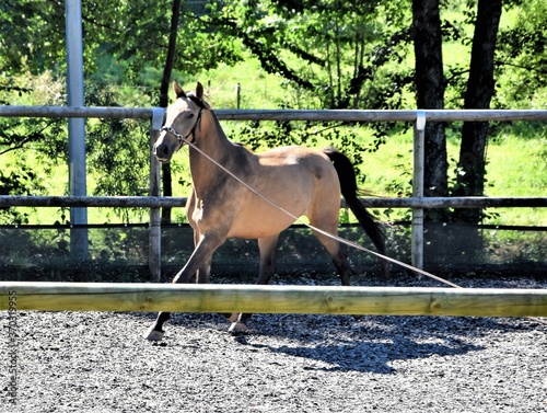 Pferd
