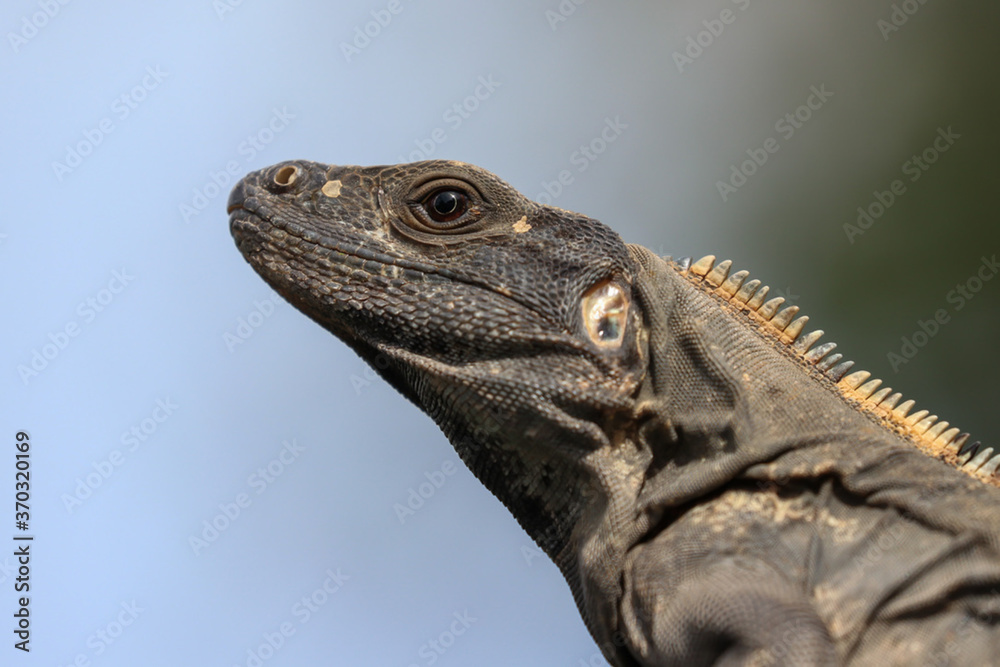 Iguana Iguana
