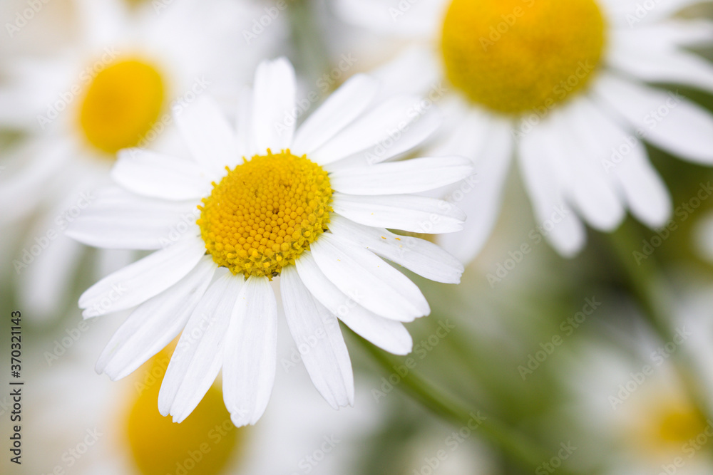 Fototapeta premium daisy flower closeup