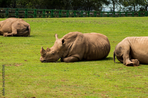 Rinocerontes blancos descansando y primeros planos.