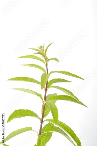 Lemon verbena on a white background