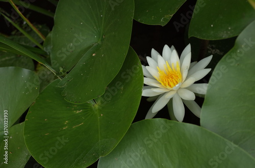 White Flower of Water Lily in Full Bloom
