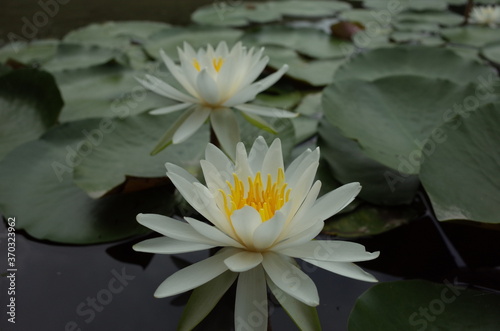 White Flower of Water Lily in Full Bloom 