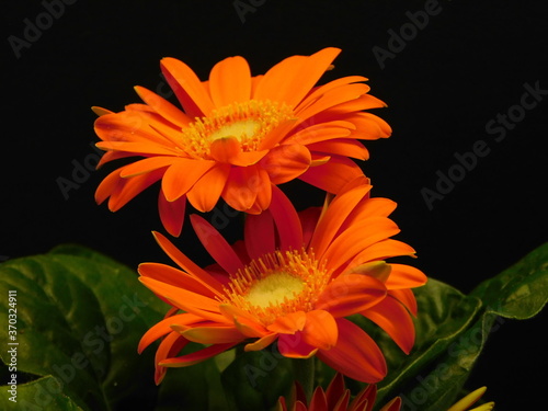 orange dahlia flower
