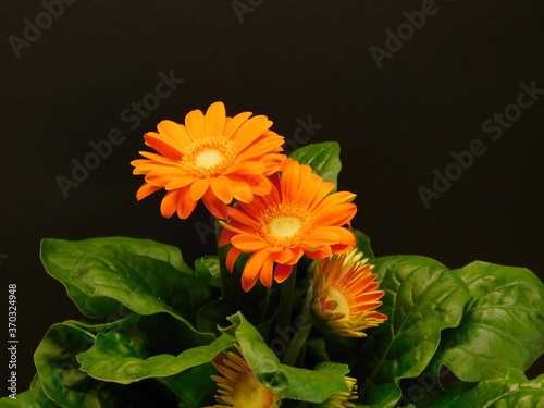 orange flower on black background