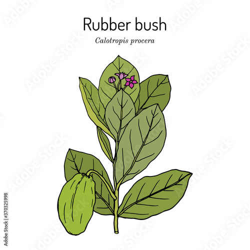 Rubber bush Calotropis procera , medicinal plant photo