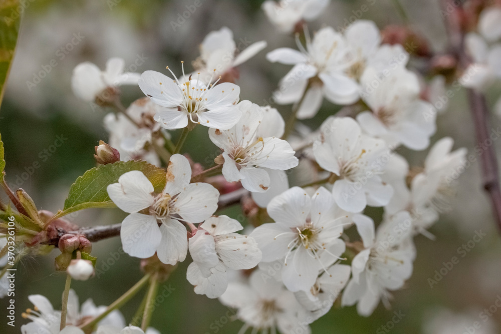 Fototapeta premium Flower of an apple tree