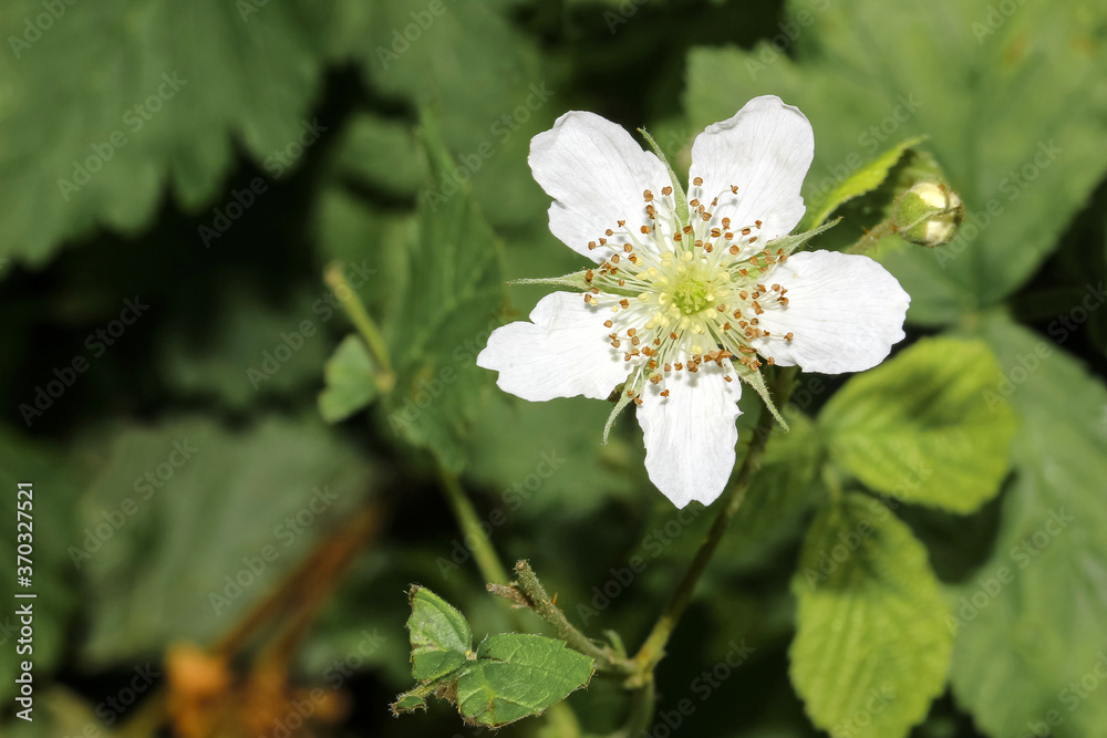 Blüten der Brombeere Blüten der Brombeere