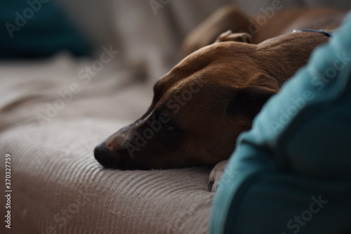 Foto Nala ,