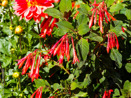 Fuchsia lumineux ou Fuchsia triphylla  fulgens  aux grappes de fleurs tubulaires rouge orang   dans un feuillage luxuriant vert aux feuilles cordiformes  vert brillant teint   de pourpre