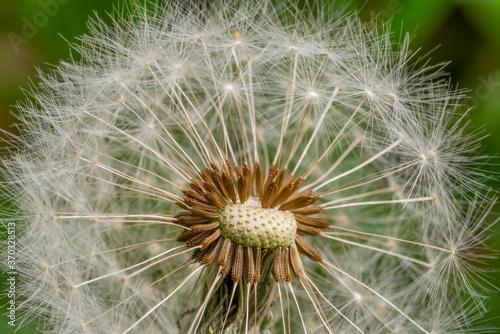 dandelion seedhead closeup