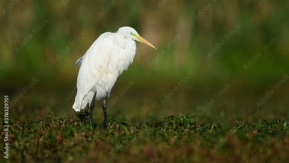 Great white egret (Egretta alba) Great white egret (Egretta alba)