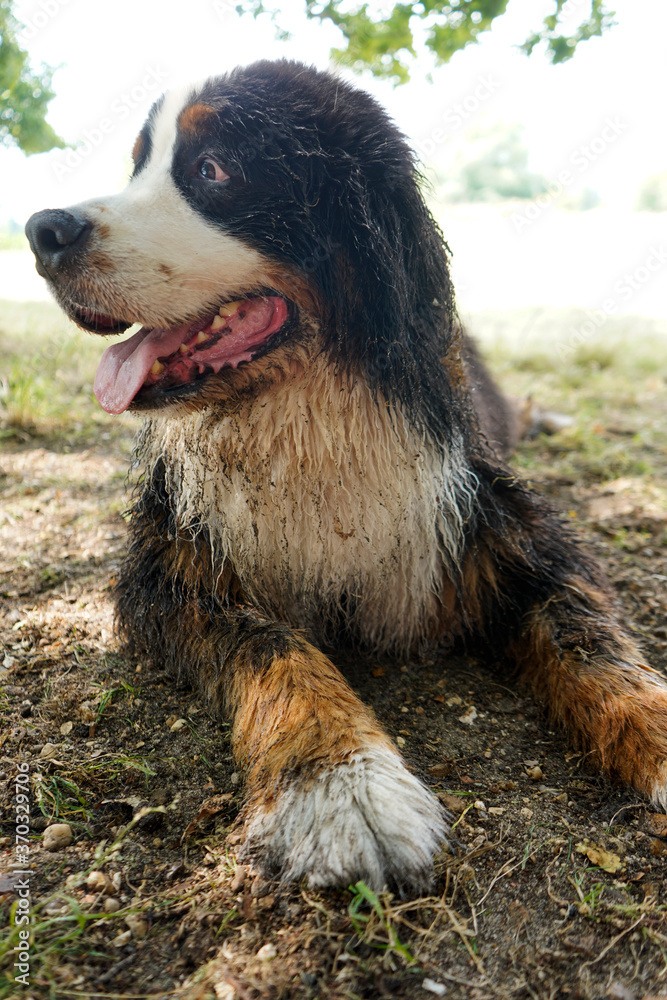 Wet and dirty Bernese Mountain Dog lying on the ground outdoors, looking away 