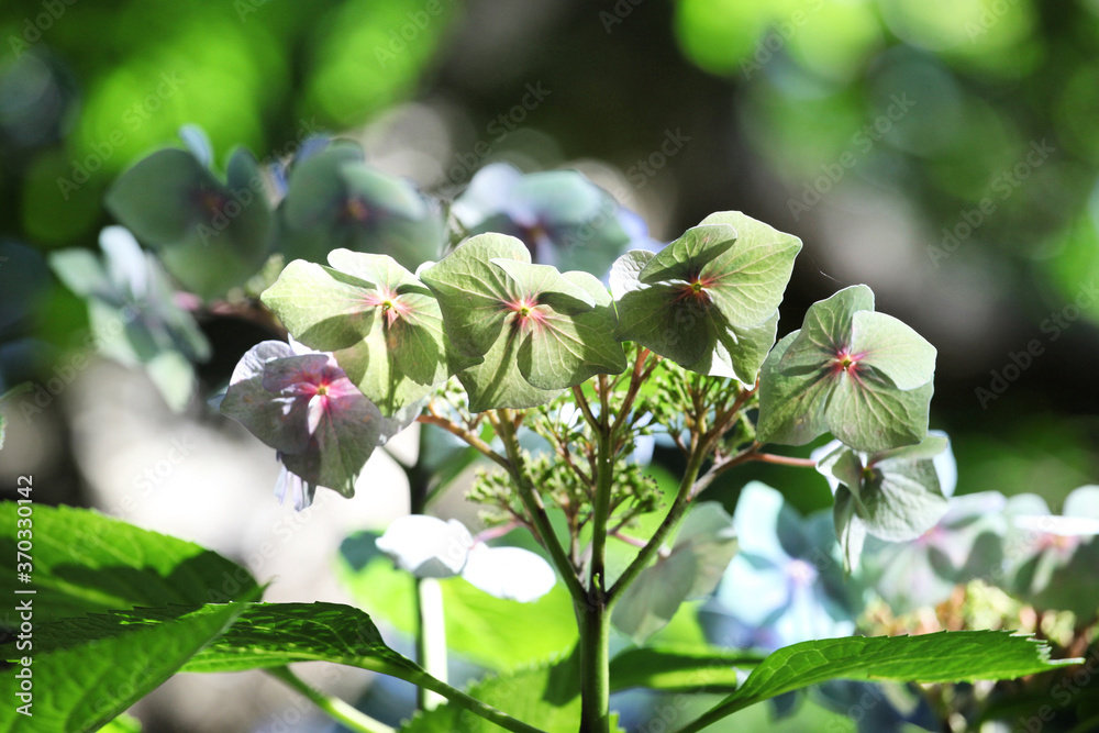 Obraz premium Green and blue lacecap florets on a hydrangea macrophylla in the summer sunshine