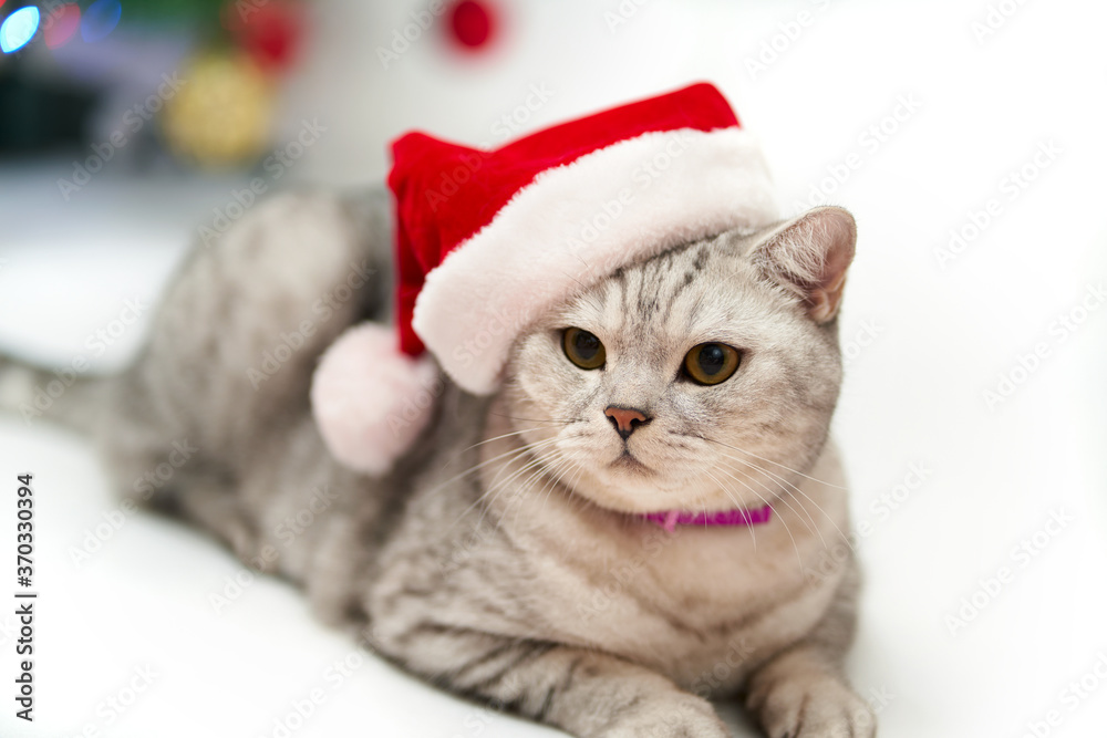 Gray-white scottish cat in Santa Claus hat lies on a white isolated background, Christmas tree with lights, Christmas bokeh Gray-white scottish cat in Santa Claus hat lies on a white isolated background, Christmas tree with lights, Christmas bokeh