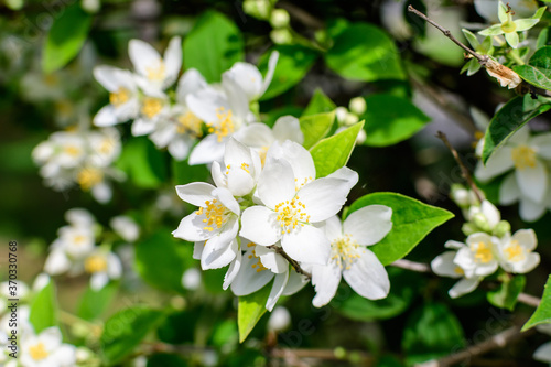 Fresh delicate white flowers and green leaves of Philadelphus coronarius ornamental perennial plant, known as sweet mock orange or English dogwood, in a garden in a sunny summer day, beautiful outdoor