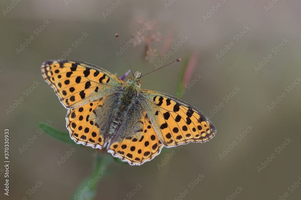 Butterfly Queen of Spain fritillary sitting on the thistle . Issoria lathonia. Beautiful orange butterfly in nature habitat. Butterfly Queen of Spain fritillary sitting on the thistle . Issoria lathonia. Beautiful orange butterfly in nature habitat.