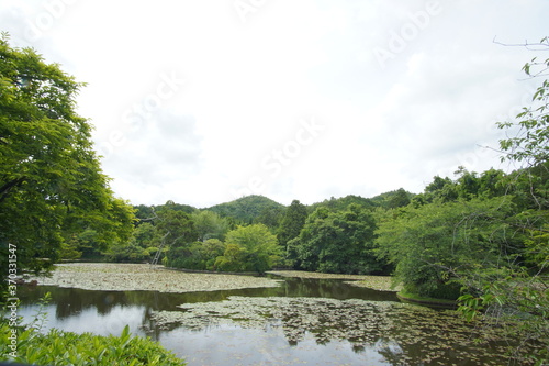 A beautiful garden of the temple in Kyoto, Japan