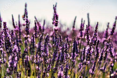 Fototapeta Naklejka Na Ścianę i Meble -  Lavender flowers in summer