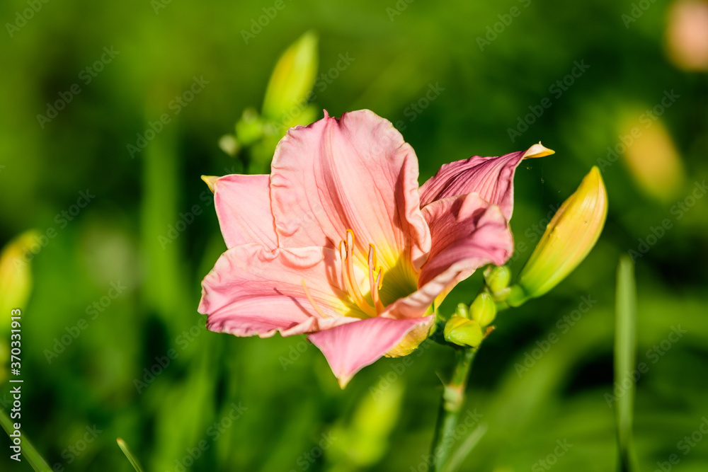 Vivid  Hemerocallis Pink Playmate Daylily, Lilium or Lily plant in a British cottage style garden in a sunny summer day, beautiful outdoor background photographed with soft focus.