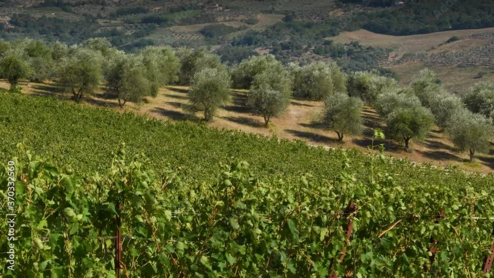 Olive trees and green vineyards that move in the wind in the summer season in Tuscany. Chianti Classico production area near Florence in Italy. Olive trees and green vineyards that move in the wind in the summer season in Tuscany. Chianti Classico production area near Florence in Italy.