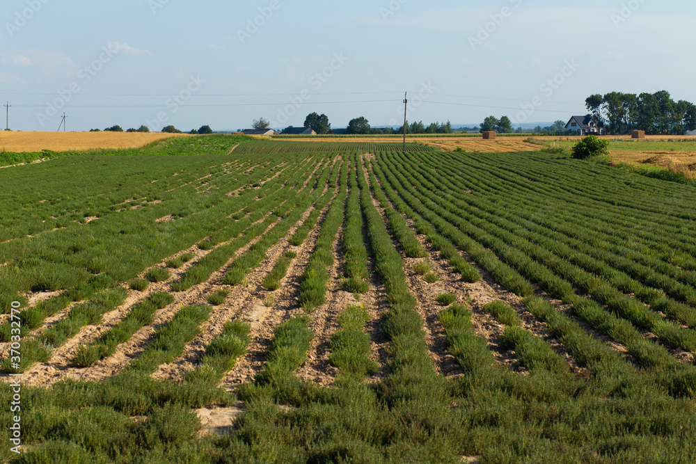 Thyme field on sunny day