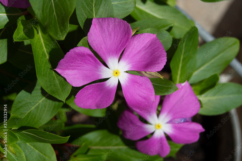 Petunias de jardín Petunias de jardín