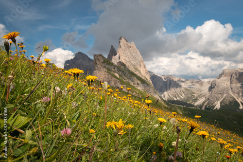 Dandelions in full bloom in front of blurred Odles group .