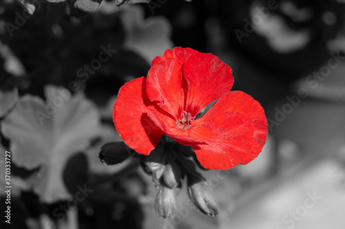 Flor roja de geranio en el jardín con fondo en blanco y negro