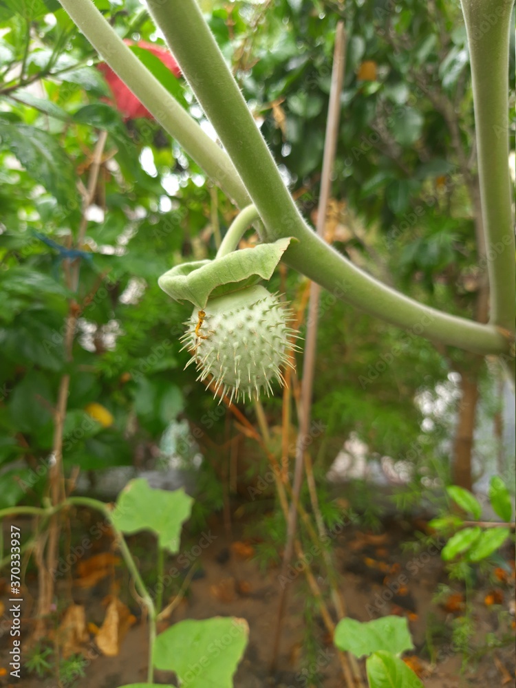 Flower for cactus Flower for cactus
